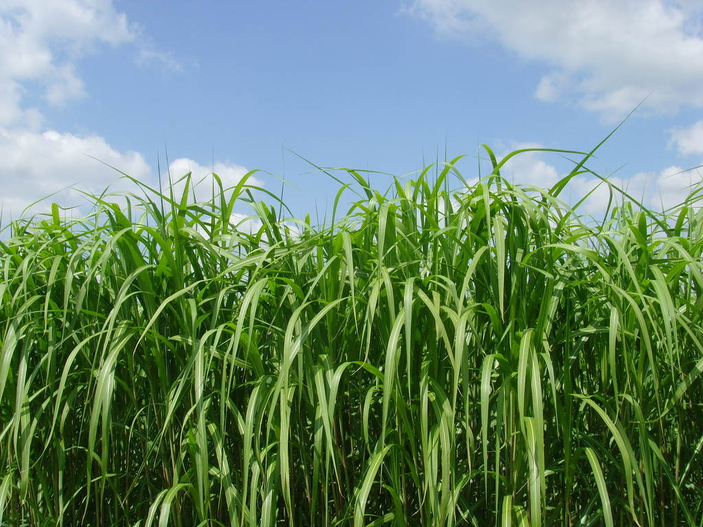 jenis rumput makanan kambing