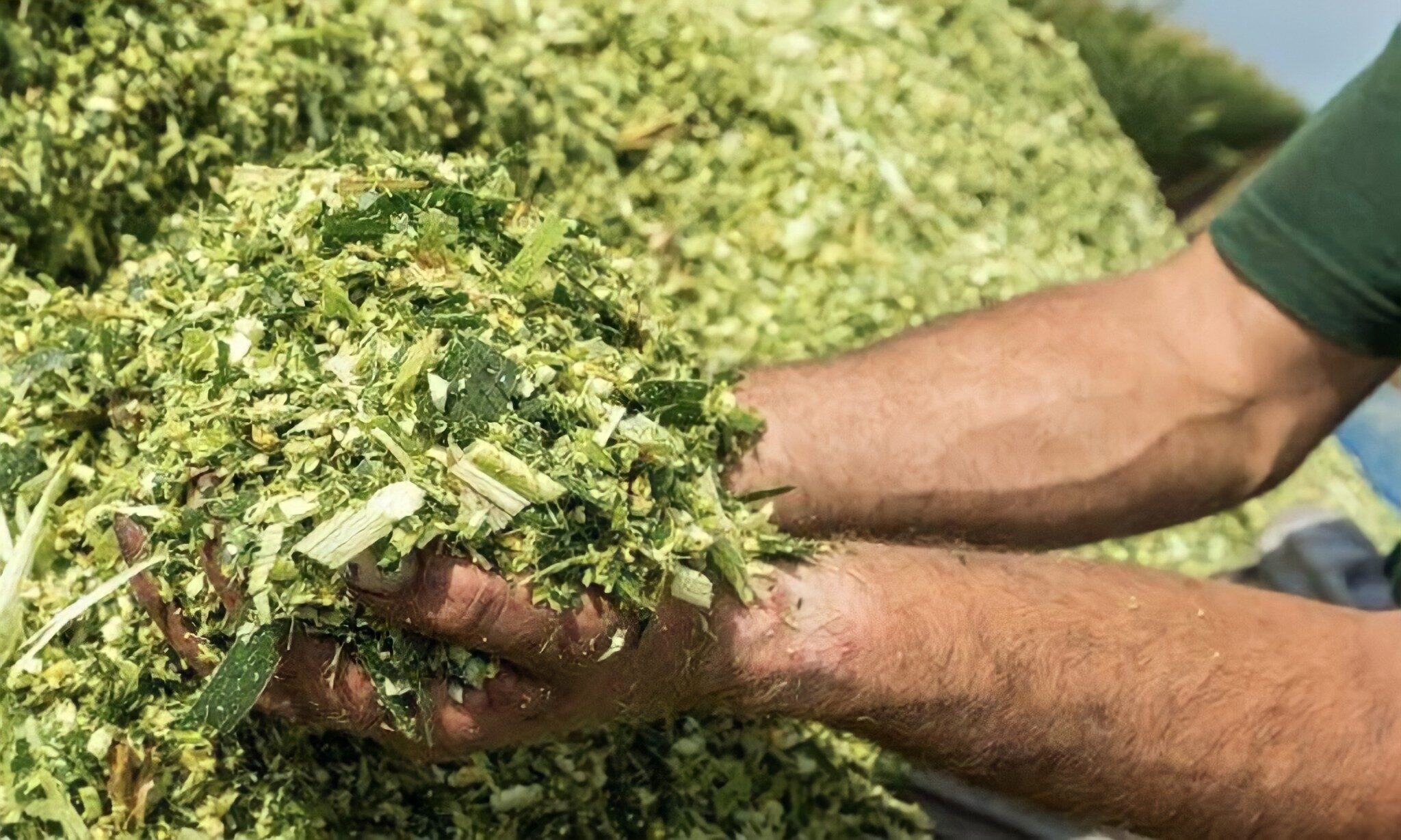 jenis rumput makanan kambing