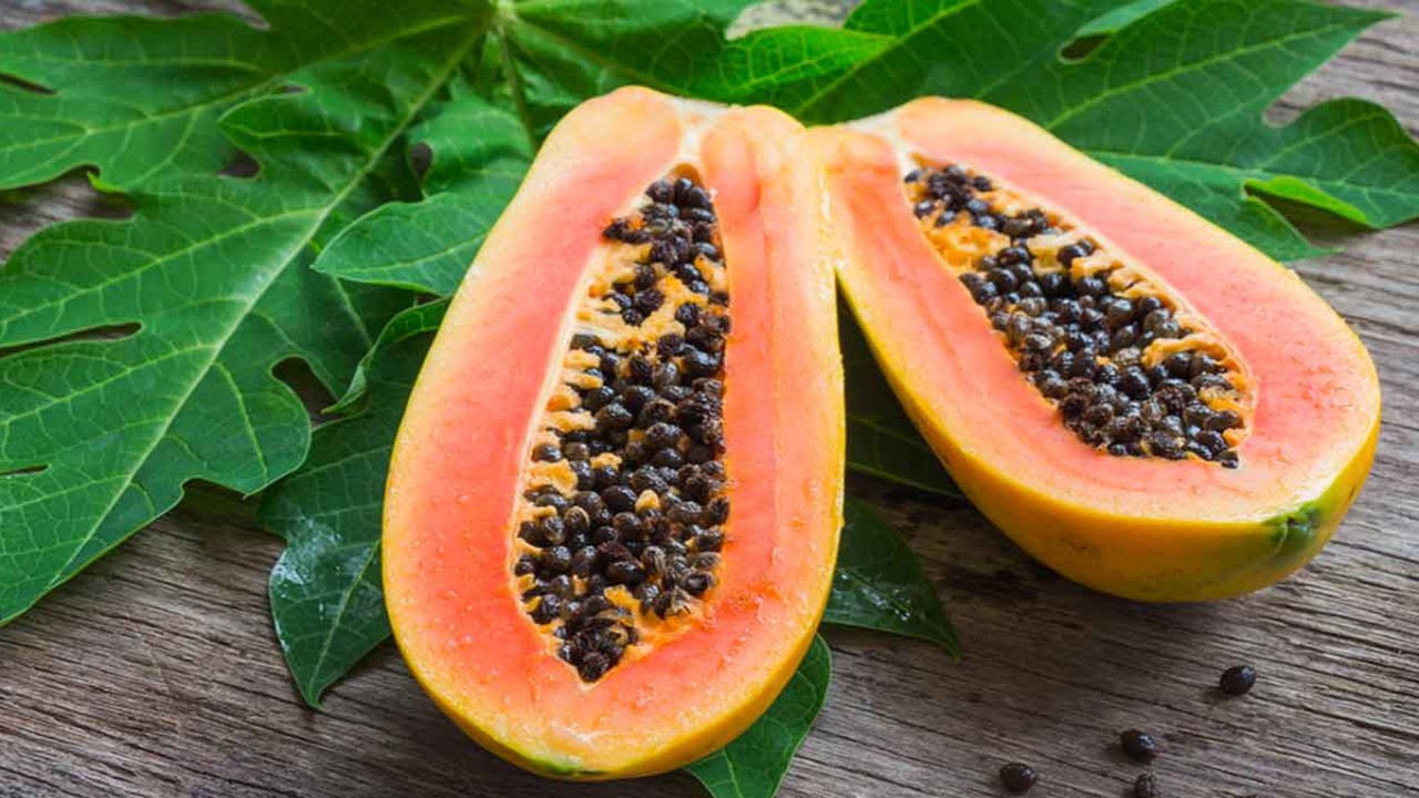 usaha keripik pepaya