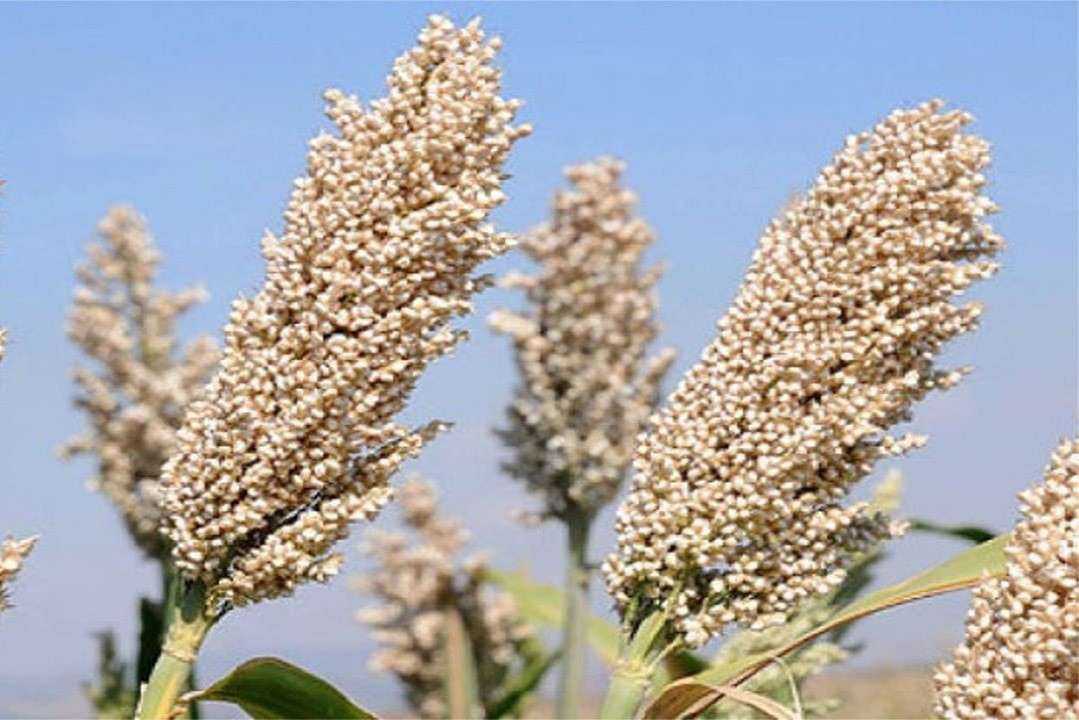 Box Dryer - Mesin Pengering Biji - Bijian - Pengering 