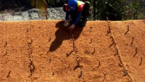 Mesin Pengolahan Sabut Kelapa 17