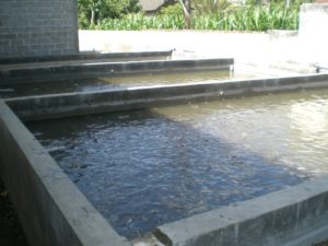 Mesin Pengolahan Sabut Kelapa 11