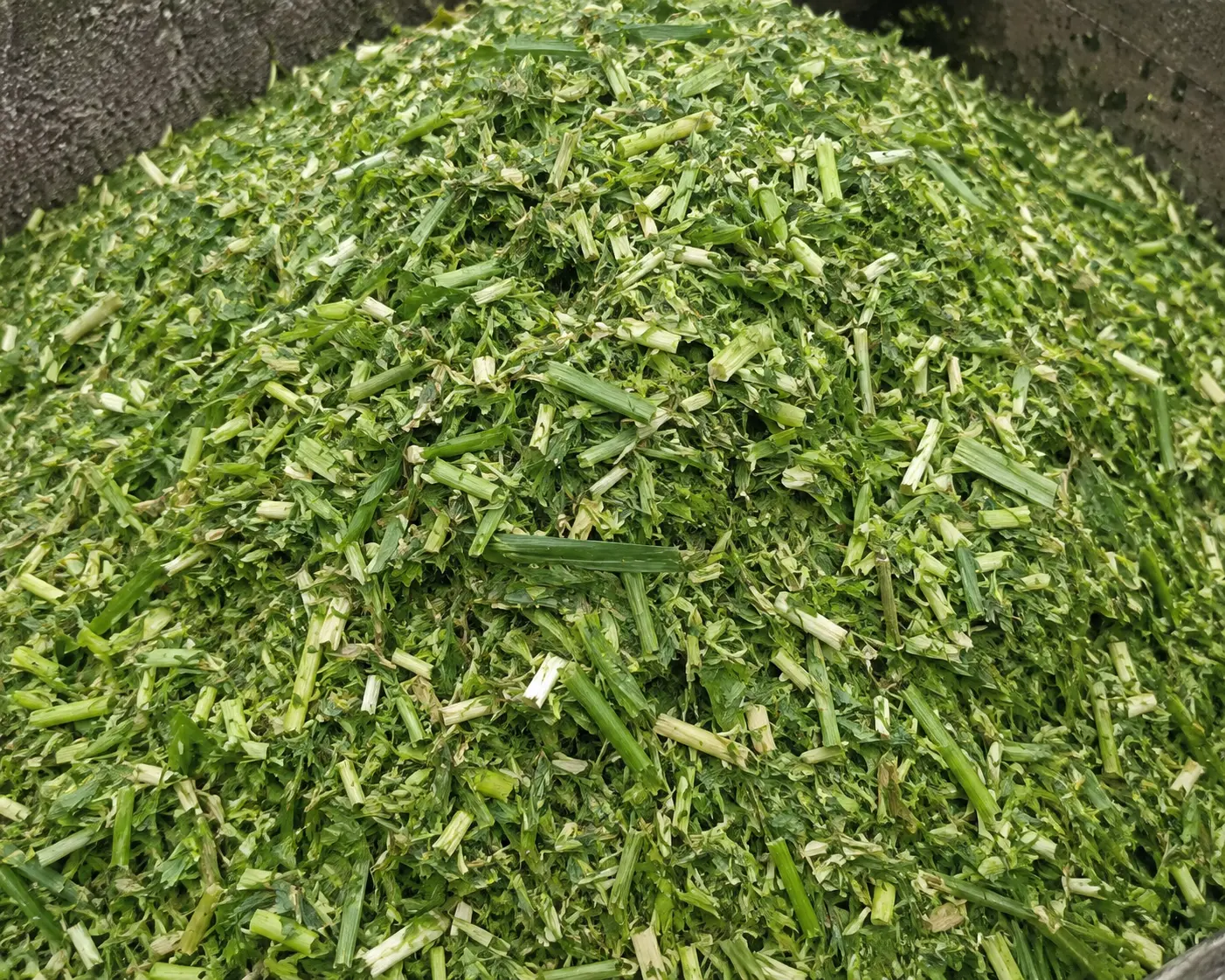 Manfaat Mesin Chopper Rumput untuk Mempermudah Pengolahan Pakan Ternak