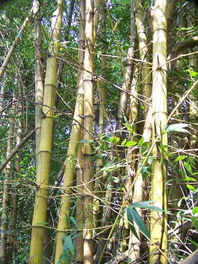 Mesin Pembelah Bambu  Untuk Kerajinan  Bambu  Rumah Mesin