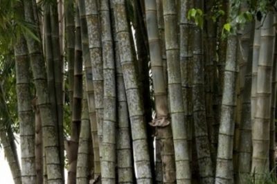 Mesin Pembelah Bambu  Untuk  Kerajinan  Bambu  Rumah Mesin