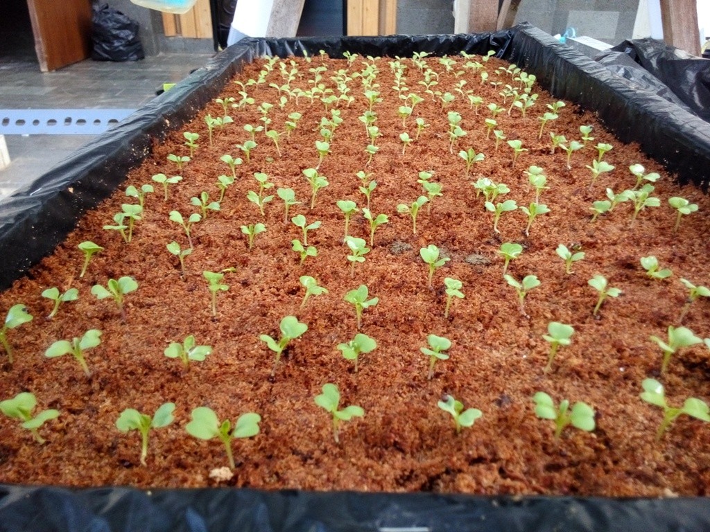 Pemanfaatan Serbuk Kayu Sebagai Media Tanam