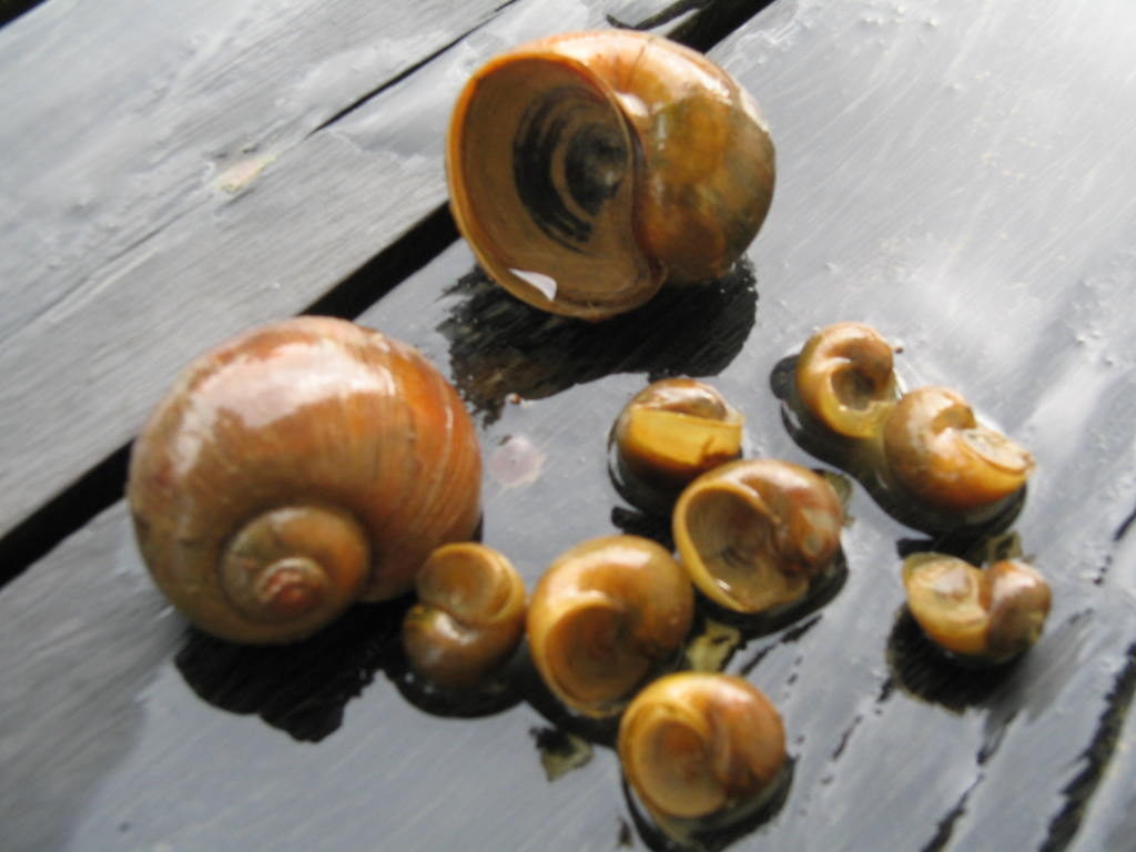 Pakan Ayam Alternatif