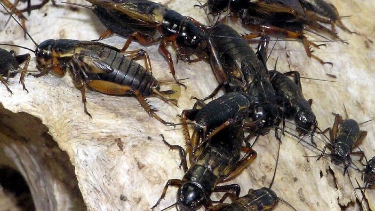 Peluang Usaha Ternak