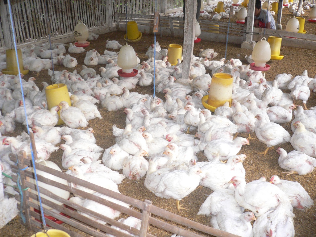 Cara Membuat Pakan Ayam Pedaging Yang Bernutrisi