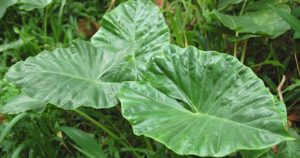 Cara Membuat Pakan Ayam Kampung Alternatif Dengan Mudah