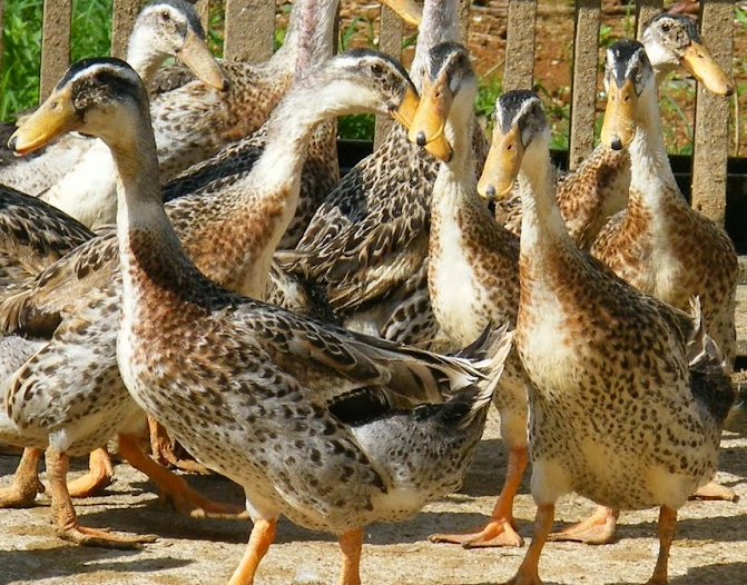 Memilih Bahan Pakan Itik