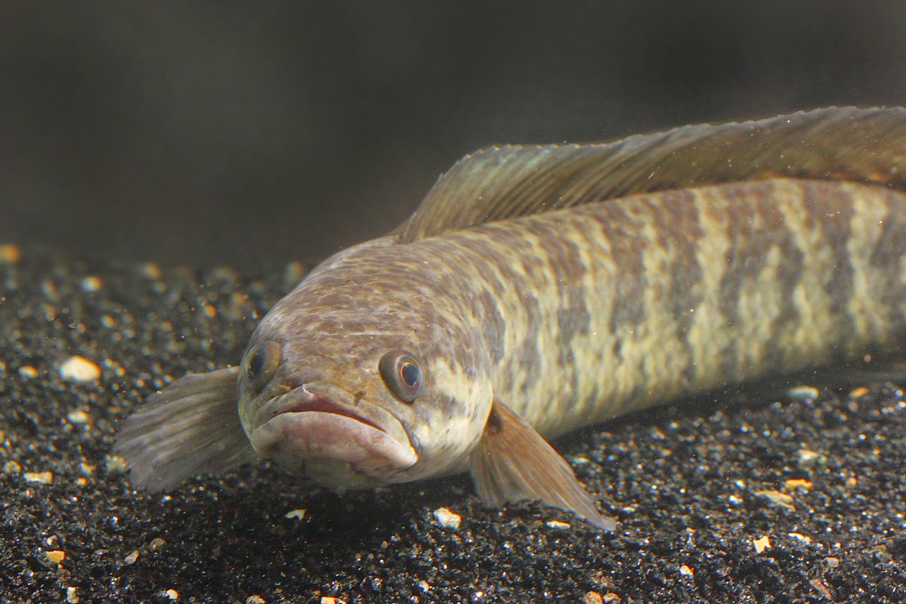 3 Jenis Ikan Populer Sebagai Bahan membuat kerupuk Ikan 3 Jenis Ikan Populer Sebagai Bahan membuat kerupuk Ikan