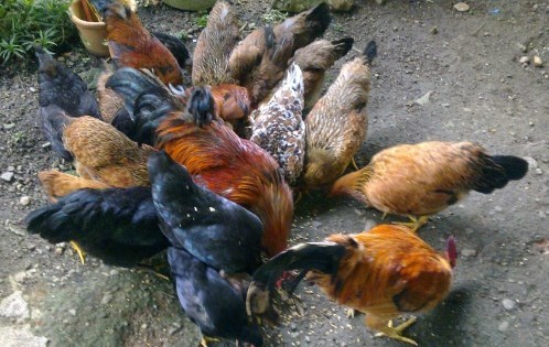 4400 Koleksi Gambar Hewan Ternak Ayam Gratis Terbaru