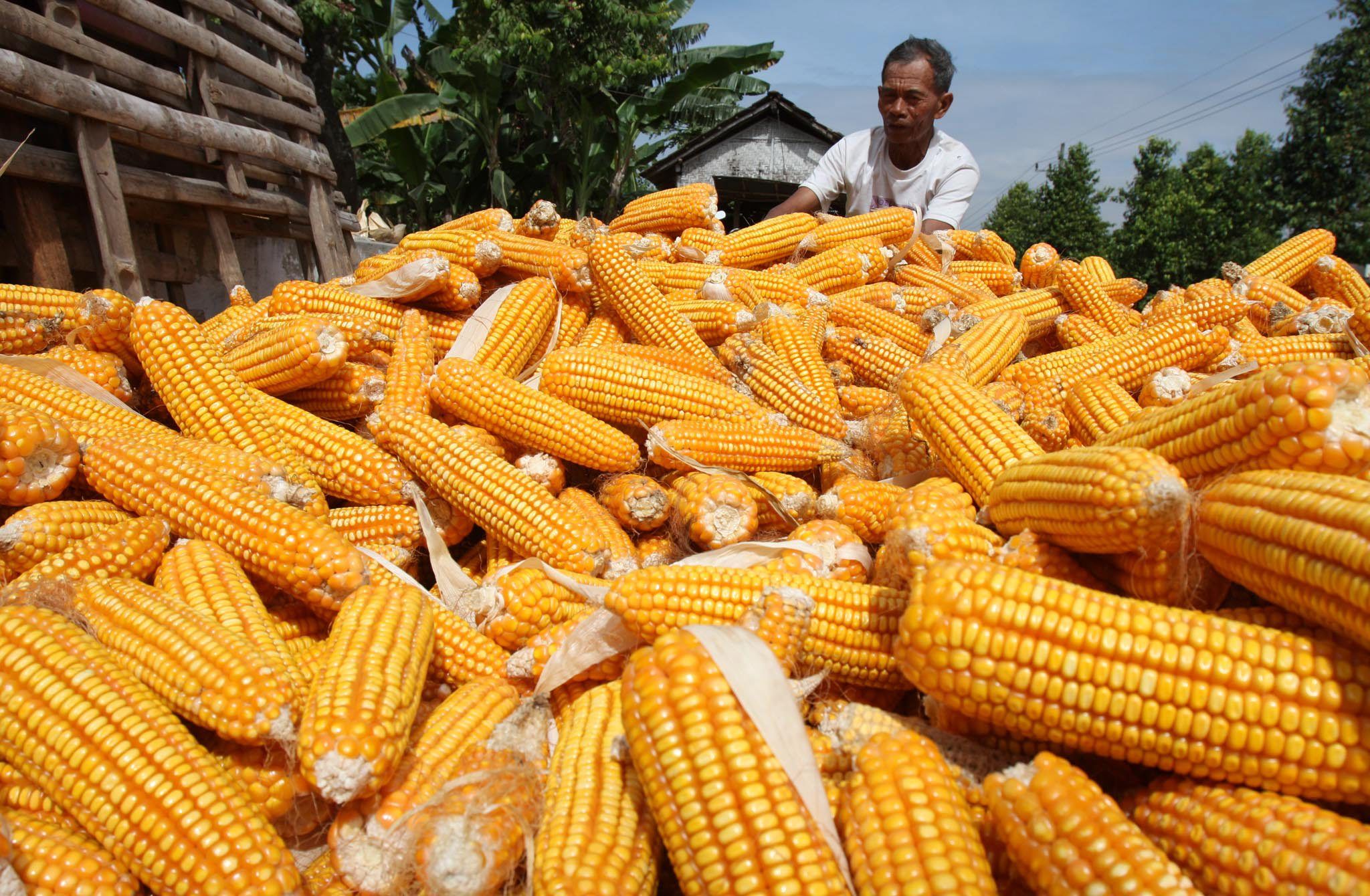 Manfaat Tongkol Jagung Yang Bernilai Guna Ekonomis Tinggi jual-tongkol-jagung-kering-shopee-indonesia