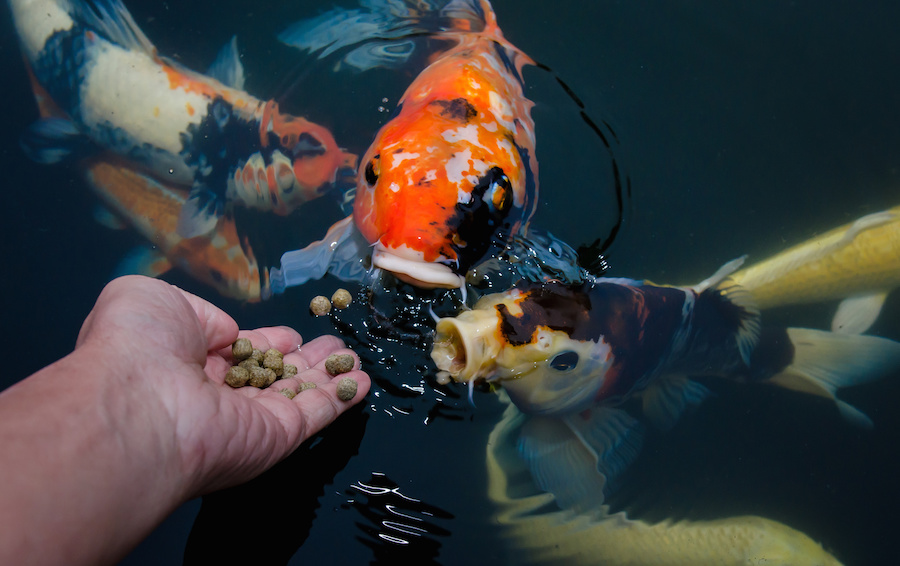 ini cara membuat pelet ikan apung yang mengapung ini cara membuat pelet ikan apung yang mengapung