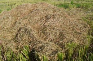 Fermentasi Pakan Ternak