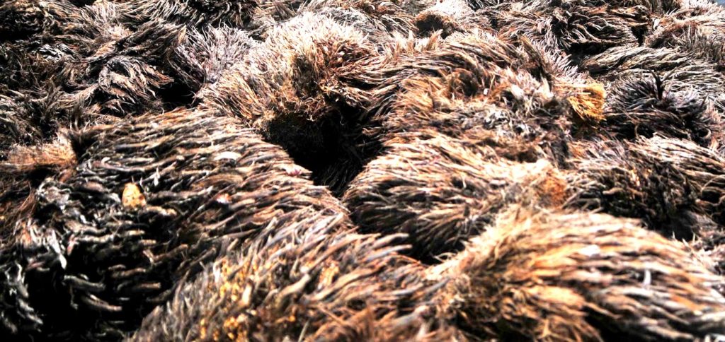 Pemanfaatan Tandan Kosong Kelapa Sawit