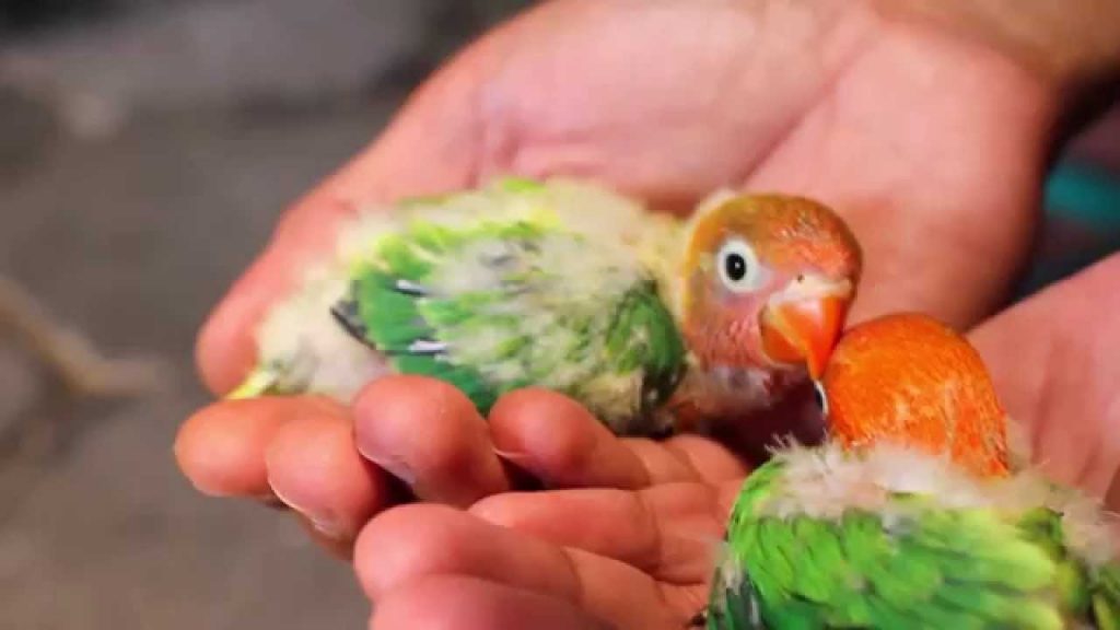 Hasil gambar untuk makanan lovebird