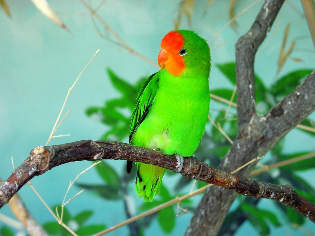 Wallpaper Lovebird Bergerak