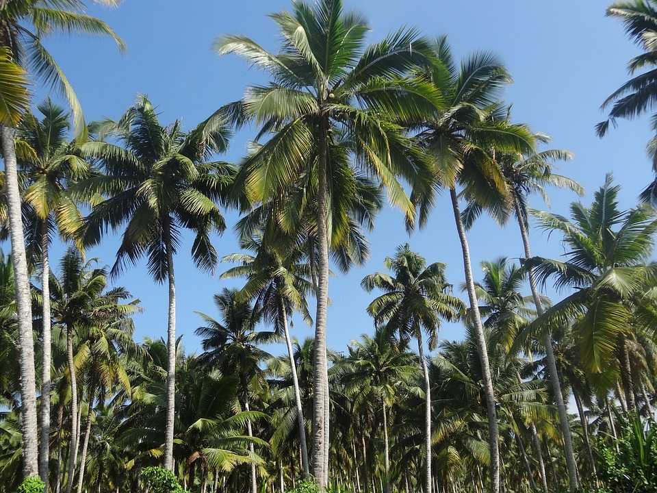  Manfaat Daun Kelapa  Bagi Kehidupan Sehari hari dan Masyarakat