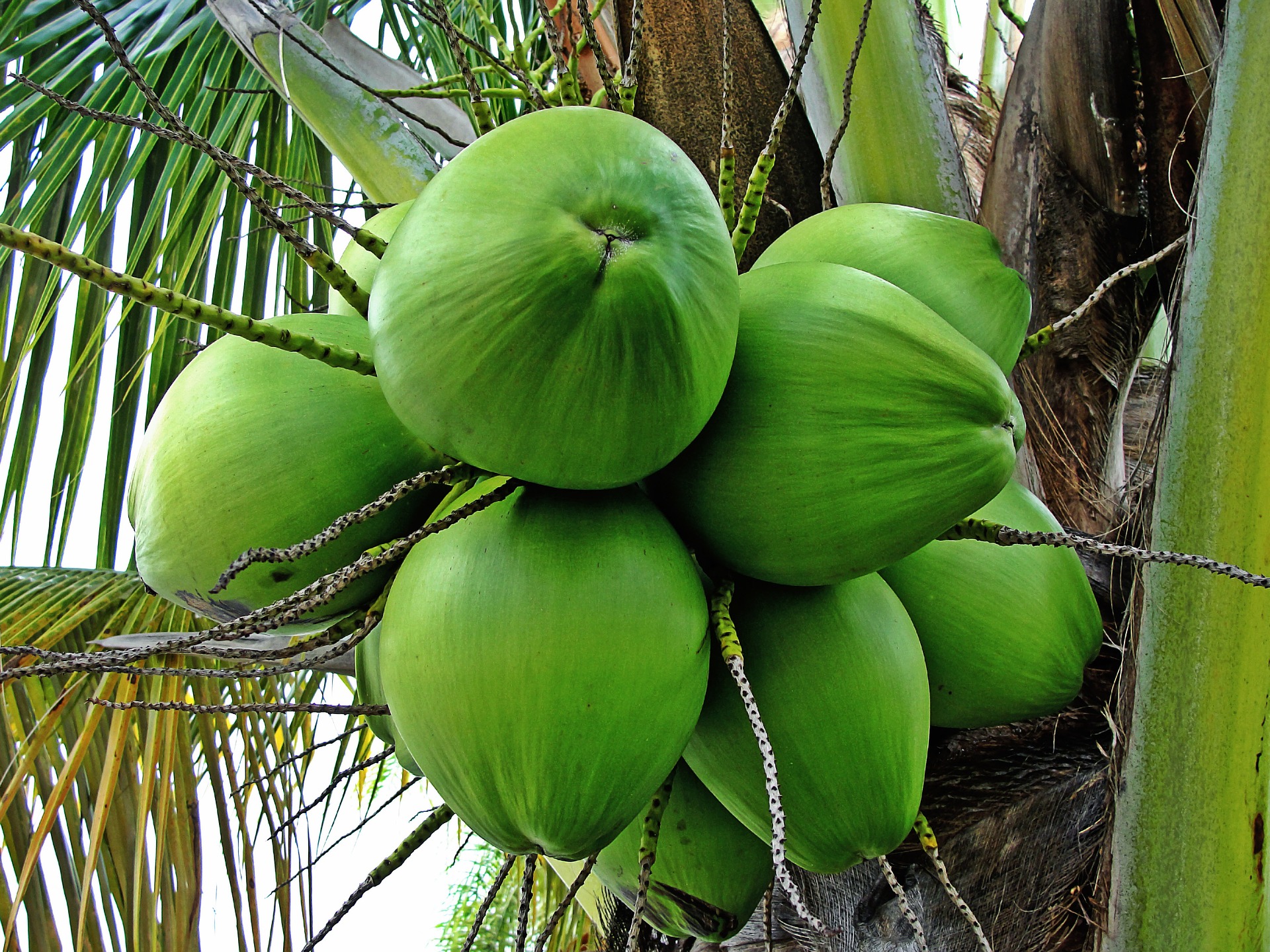 Bagian dari pohon kelapa yang dapat diolah menjadi minuman segar dan menyehatkan adalah