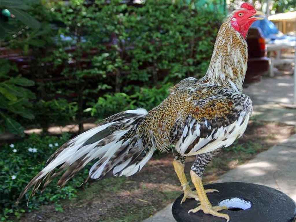 Cara Ternak Ayam  Bangkok Yang Mudah Dilakukan
