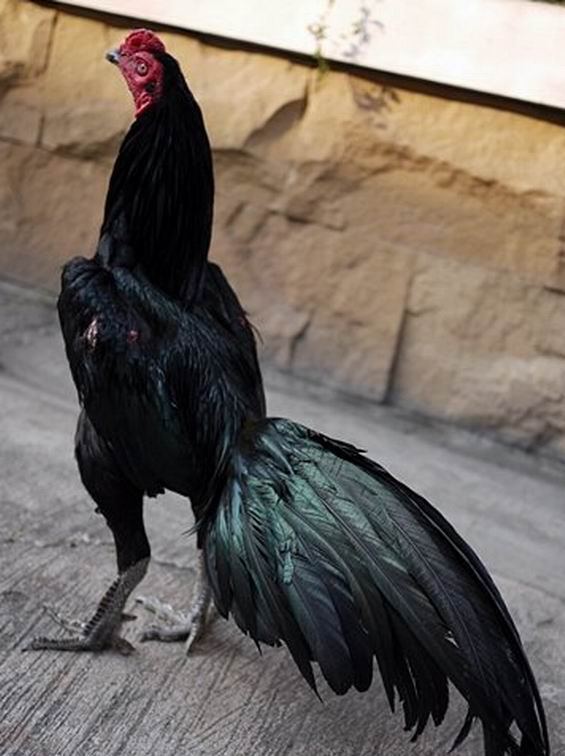 Cara Ternak Ayam Bangkok Yang Mudah Dilakukan