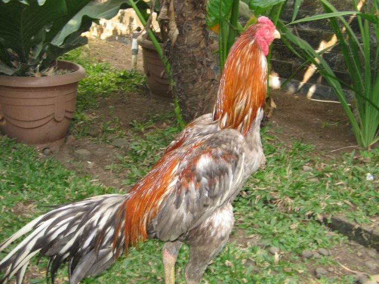 Ayam Bangkok Kelawu