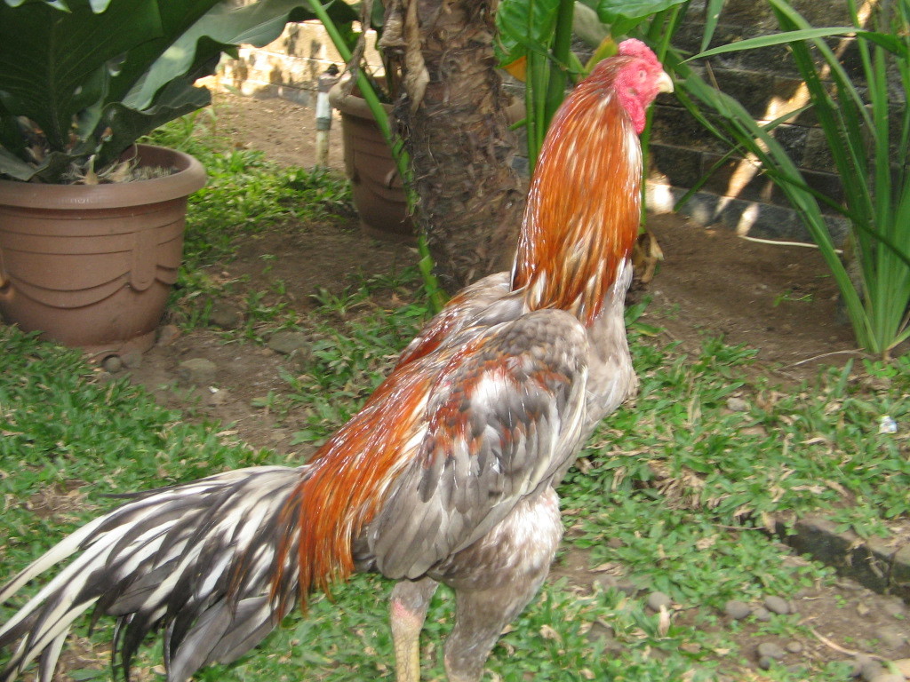 Ayam Bangkok Abu Abu