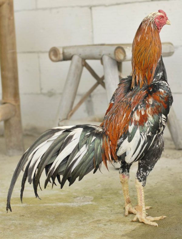 Cara Ternak Ayam Bangkok Yang Mudah Dilakukan