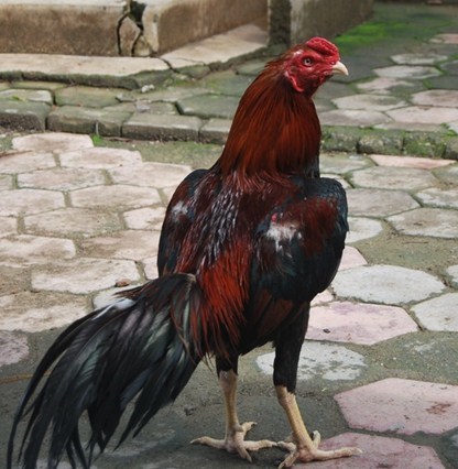 Cara Ternak Ayam  Bangkok  Yang Mudah Dilakukan