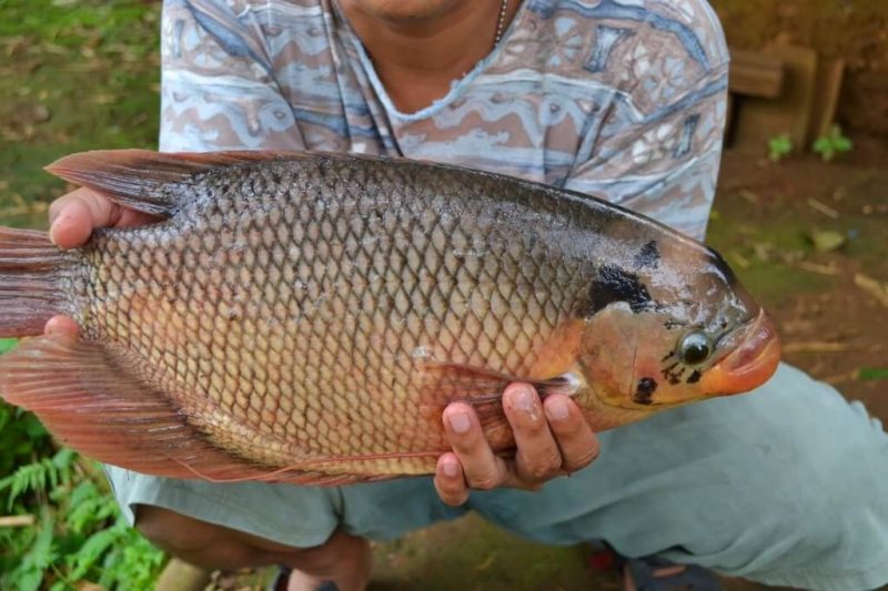 cara budidaya ikan gurame