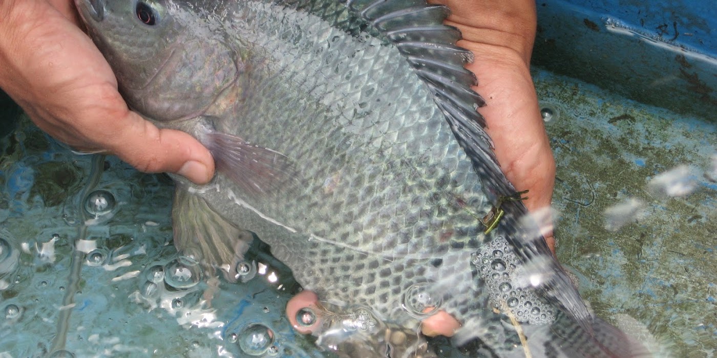 Cara Budidaya Ikan Nila Serta Analisis Usaha Dan Tipsnya