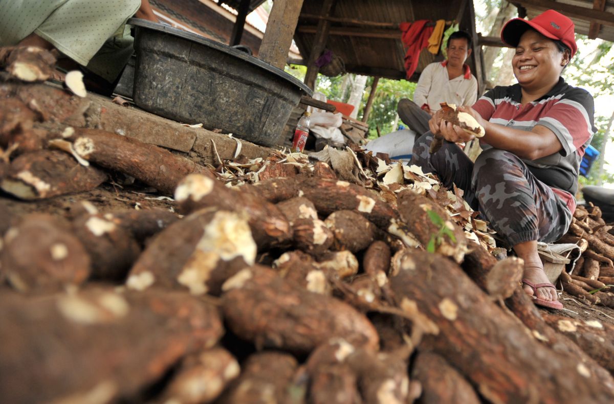 peluang usaha dari singkong