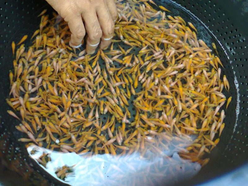 cara ternak ikan nila