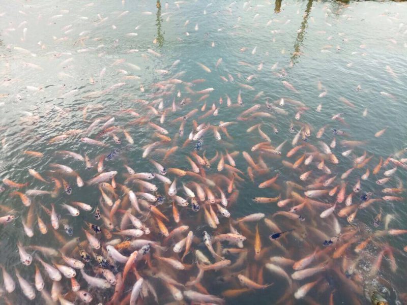 Peluang Bisnis Budidaya Ikan Nila yang Menguntungkan
