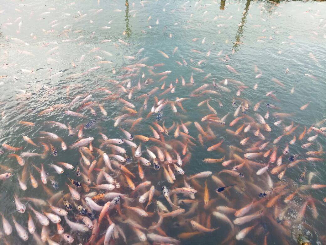 Cara Ternak Ikan Nila Agar Cepat Panen Dan Menguntungkan