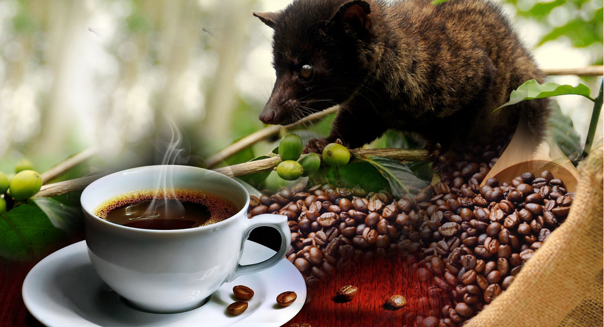 cara membuat kopi luwak