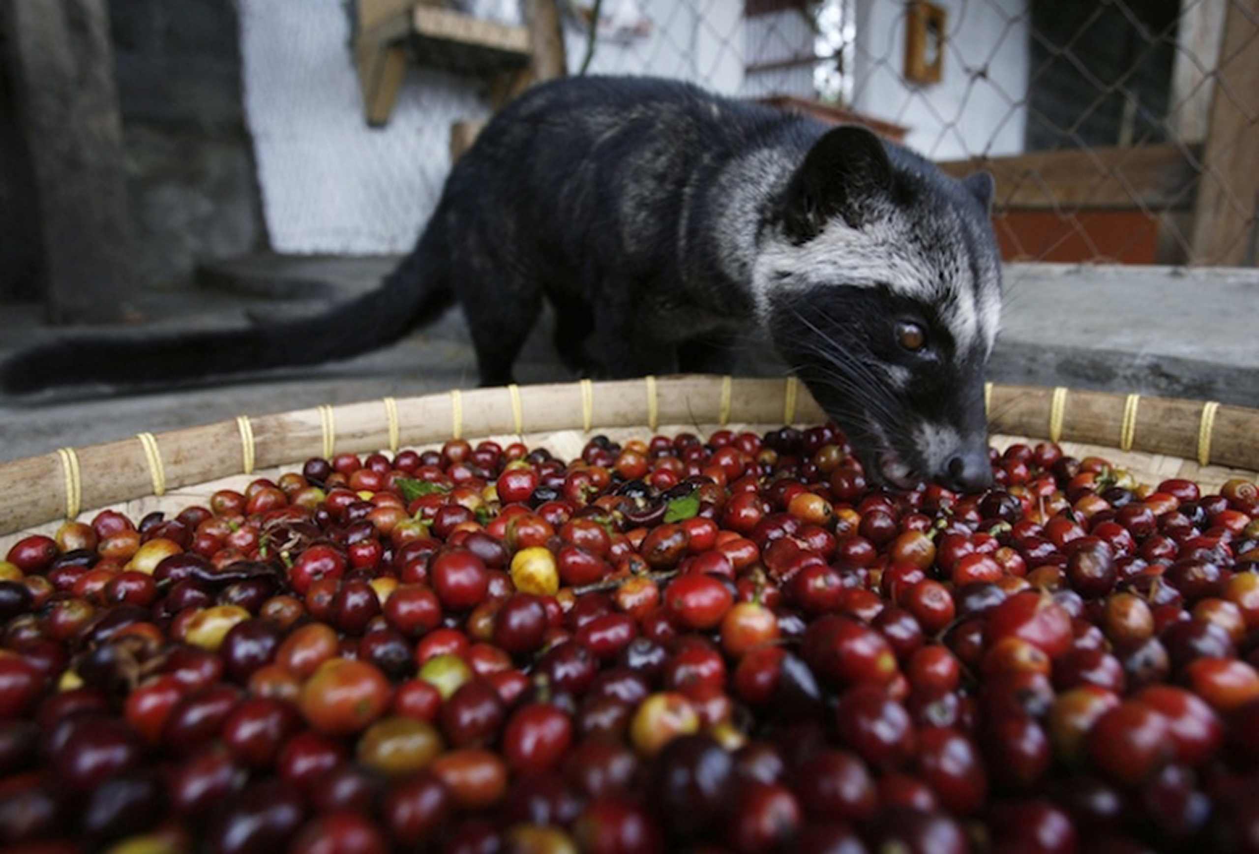 cara membuat kopi luwak