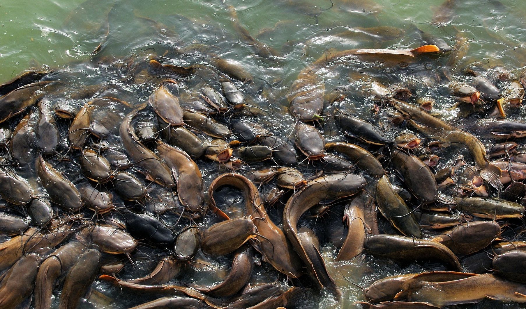 стаи рыб в океане. рыба в воде. рифовые акулы на мальдивах. тихоокеанский лосось миграция. рыбоводство карп.