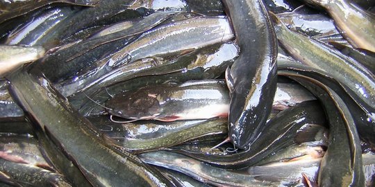 Cara Memelihara Ikan Lele