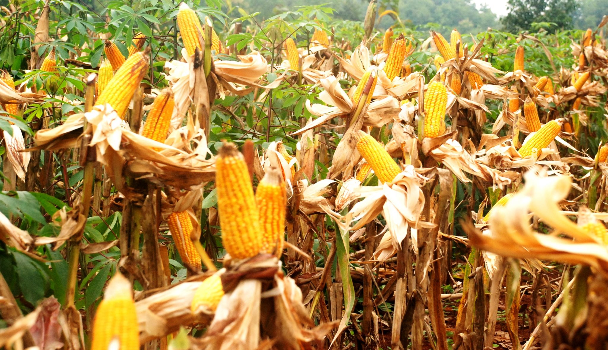 Budidaya Tanaman Jagung dari Benih hingga Panen
