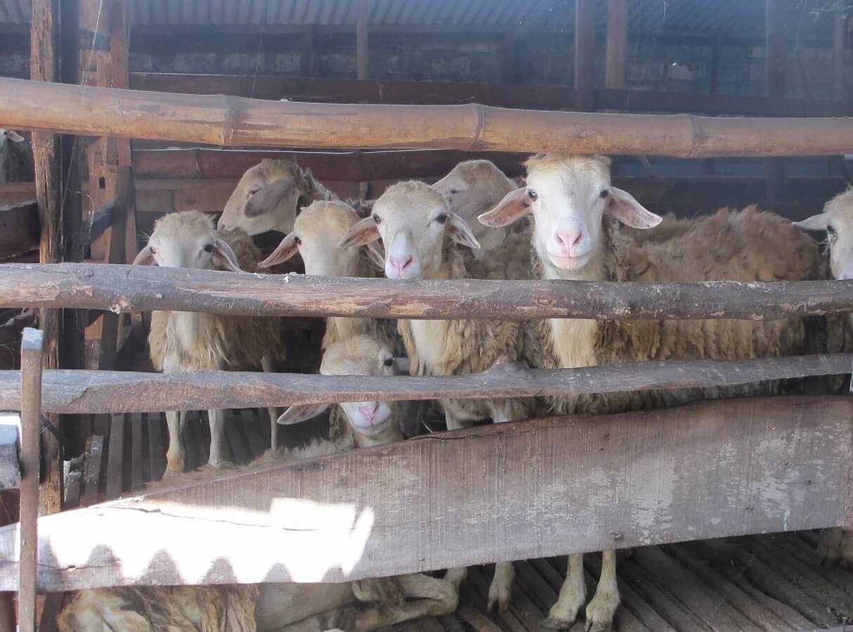 Cara Membuat Pakan Kambing yang Tentuinya Membuat Kambing Gemuk