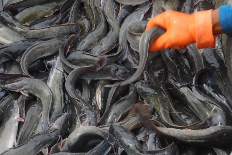 Cara Budidaya Ikan Lele