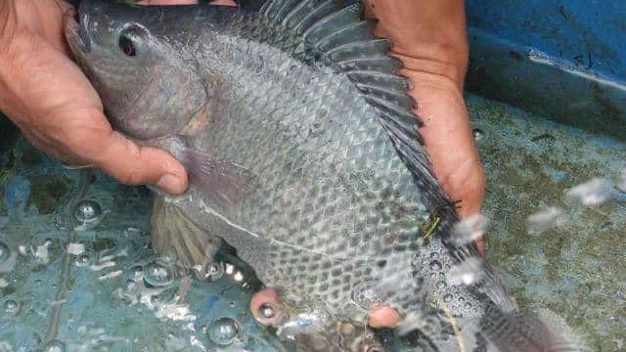 Cara Budidaya Ikan Mujair Anti Gagal Dan Persiapannya