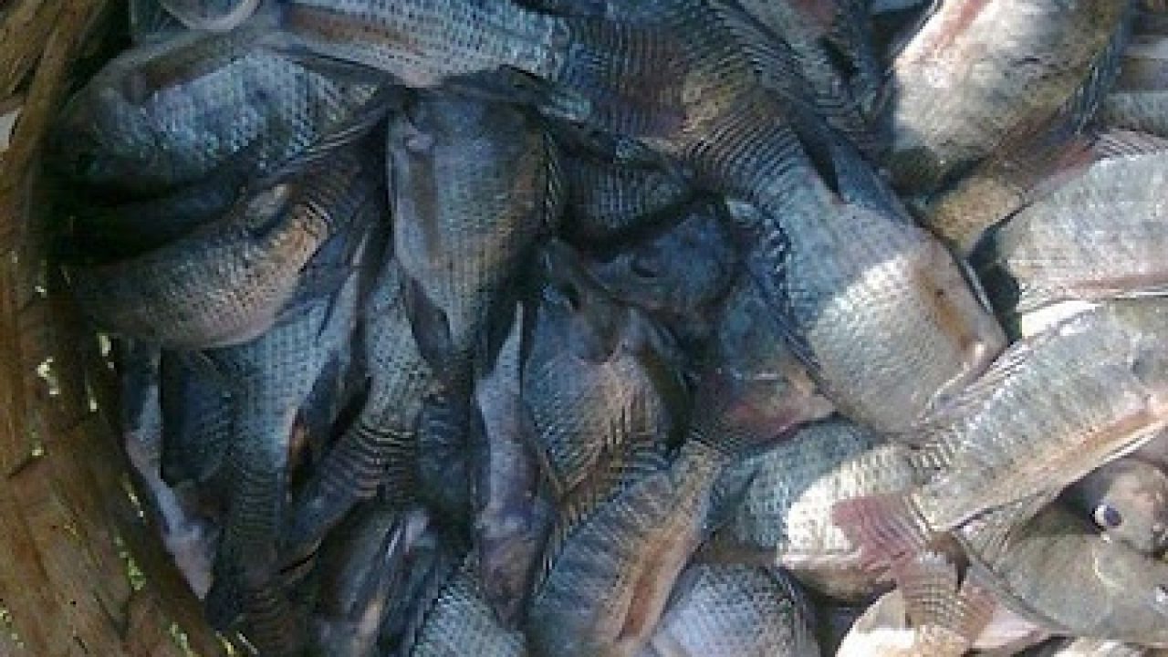 Cara Budidaya Ikan Mujair Anti Gagal Dan Persiapannya