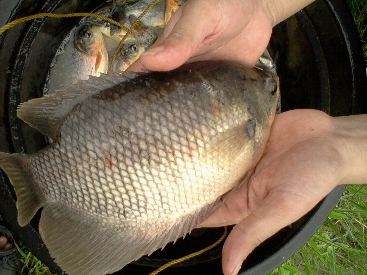 Cara Ternak Ikan Gurame Pemula / Panduan Lengkap Budidaya
