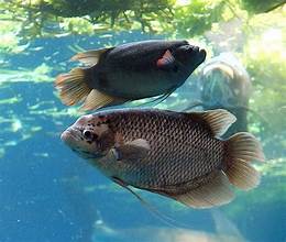 Budidaya Ikan Gurame