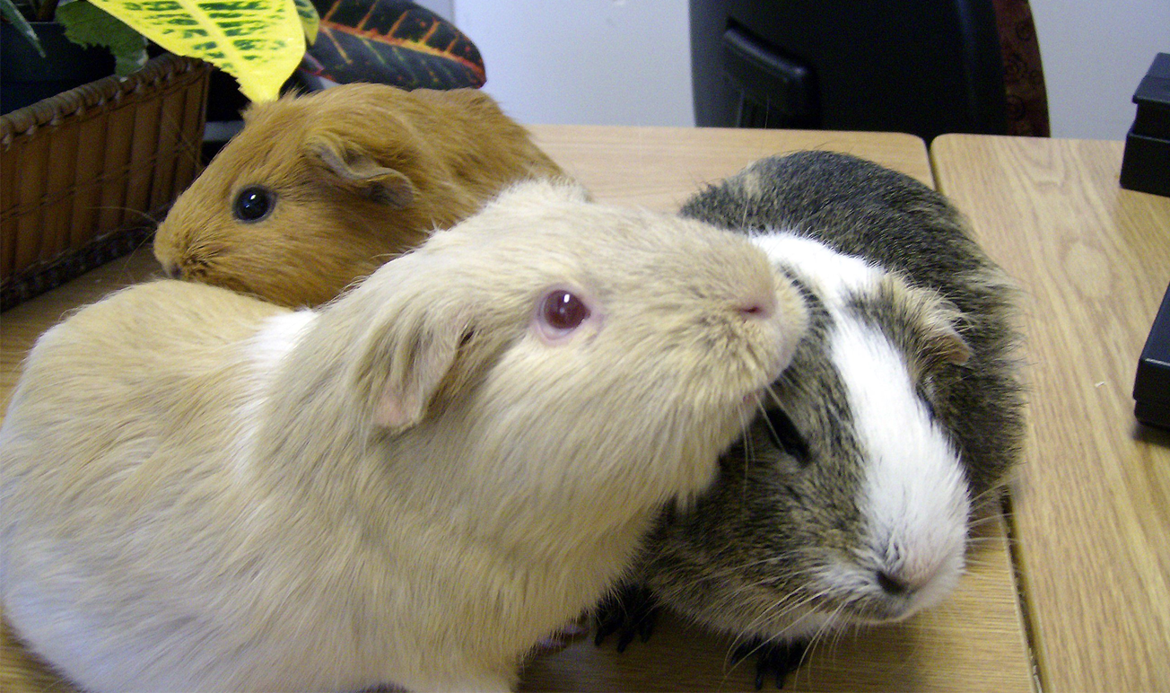 Hal yang Perlu Diperhatikan Saat Memelihara Guinea Pig di Rumah