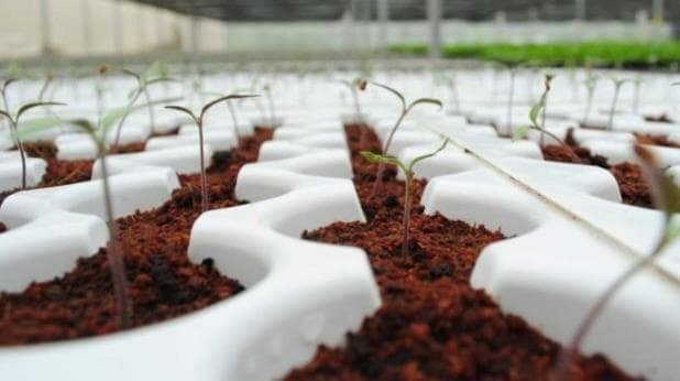 media tanaman sabut kelapa